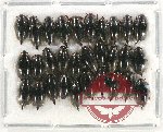 Gyrinidae Scientific lot no. 37 (30 pcs)