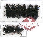 Scientific lot no. 95 Passalidae (7 pcs)