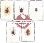 Scientific lot no. 50 Attelabidae (5 pcs)