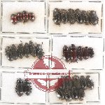 Scientific lot no. 260 Tenebrionidae (32 pcs)