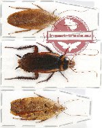 Scientific lot no. 41 Blattodea (3 pcs)