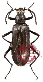 Tenebrionidae sp. 12