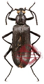 Tenebrionidae sp. 12