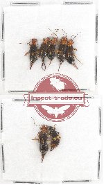 Scientific lot no. 76 Dermaptera (7 pcs A, A-)