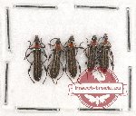 Scientific lot no. 224 Cerammycidae (5 pcs A-, A2)