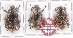 Scientific lot no. 107 Melolonthinae (3 pcs - 1 pc A2)