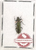 Oedemeridae sp. 9