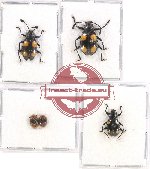 Scientific lot no. 55 Endomychidae (5 pcs)