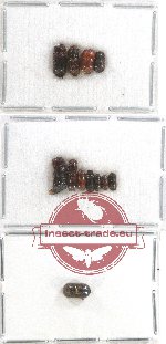 Scientific lot no. 85 Scolytidae (12 pcs)