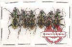 Scientific lot no. 409 Carabidae (6 pcs)
