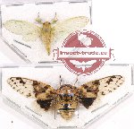 Scientific lot no. 12 Cicadidae (2 pcs)