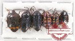 Scientific lot no. 836A Heteroptera (6 pcs A, A-, A)