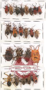 Scientific lot no. 771 Heteroptera (23 pcs)
