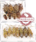 Scientific lot no. 827 Heteroptera (15 pcs A, A-, A2)