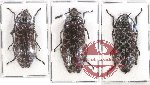 Scientific lot no. 4 Eulichalidae (3 pcs - 2 pcs A2)