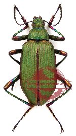 Tenebrionidae sp. 14