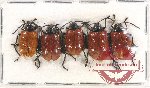Scientific lot no. 299 Chrysomelidae (5 pcs)