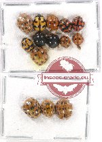 Scientific lot no. 75 Coccinelidae (14 pcs)