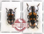 Scientific lot no. 108 Erotylidae (2 pcs)