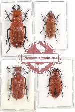 Scientific lot no. 45 Meloidae (4 pcs)