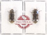 Bostrichidae Scientific lot no. 46 (2 pcs)