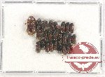 Bostrichidae Scientific lot no. 47 (24 pcs)