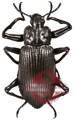 Tenebrionidae sp. 16