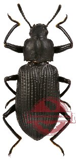 Tenebrionidae sp. 17