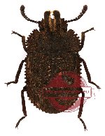 Tenebrionidae sp. 19