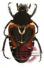 Taeniodera nigrithorax (BLACK form)