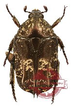 Protaetia (Pseudourbania) sutteri (A2)