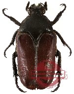 Thaumastopeus brunneipennis