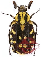 Costinota decora