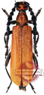 Corennys notatipes (A2)