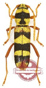 Xylotrechus regificus (A2)