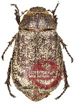 Dermolepida sp. 2