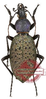 Coptolabrus formosus flutchianus Deve et Li, 1999 (4 pcs)