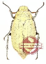 Cyphochilus sp. 1 (6 pcs)