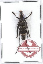 Asilaris zonatus (A2)