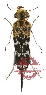 Glipa (Stenoglipa) basiaurea sumatrana Takakuwa, 2000