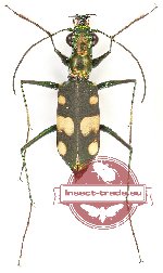 Thopeutica vanfoli