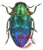 Chrysobothris sp. 7