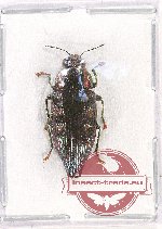 Haplotrinchus sp. 1 (A2)