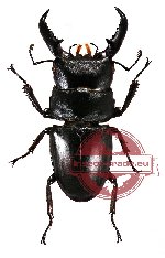 Dorcus titanus ssp. fafner