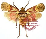 Scamandra tamborana (A-)