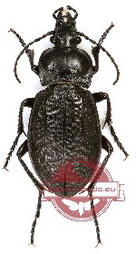 Carabus carbonicolor korolkovi (5 pairs)