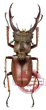 Lucanus kraatzi giangae