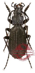 Carabus (Neoplectes) reitteri