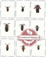 Scientific lot no. 21 Lycidae (9 pcs)