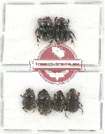 Scientific lot no. 552 Coprophaga (6 pcs)